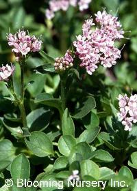 Valeriana supina 